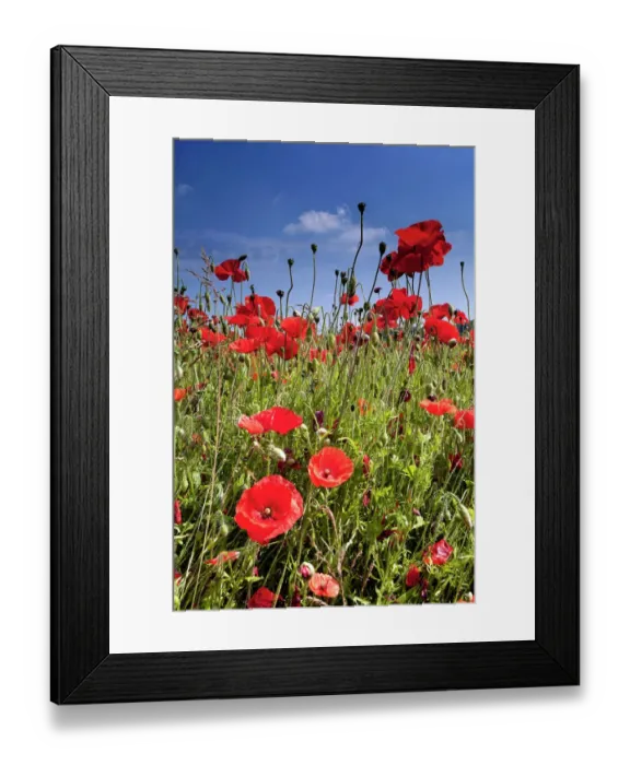 Framed Print : Poppies N060980