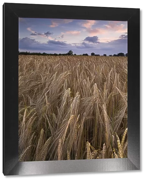 Barley at dusk N071213