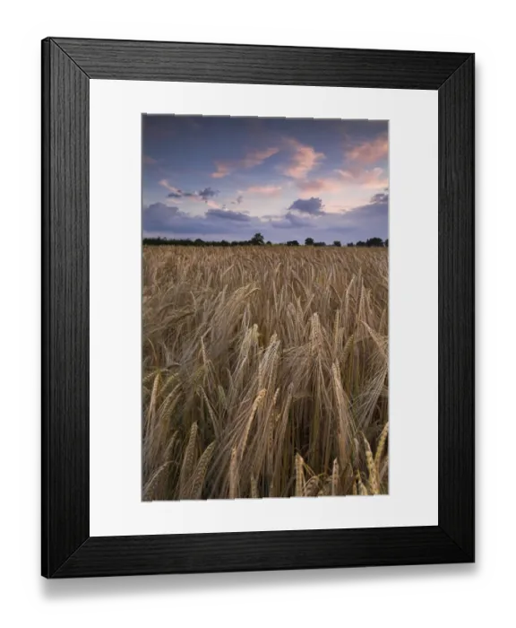 Framed Print : Barley at dusk N071213
