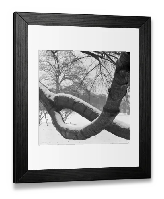 Framed Print : Curved branches a064273