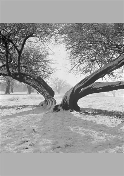 Snow scene, Richmond Park a064382