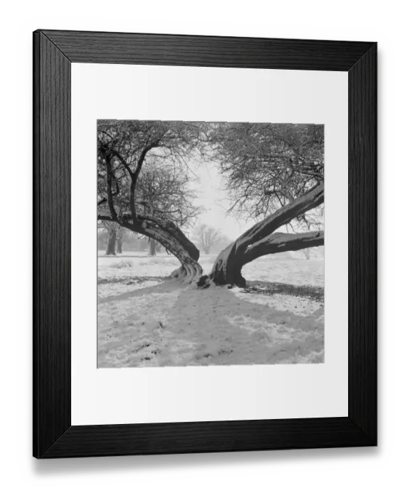 Framed Print : Snow scene, Richmond Park a064382