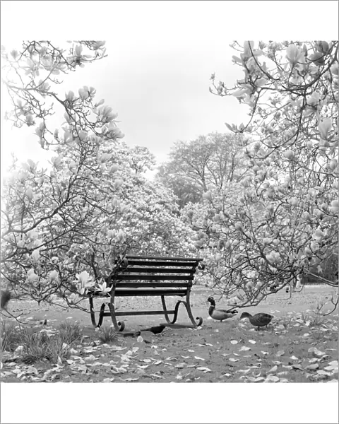 Bench, Kew Gardens a064198