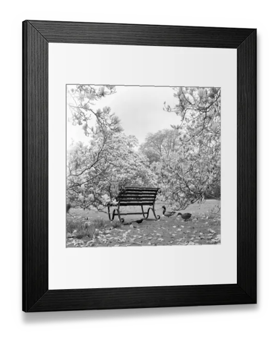 Framed Print : Bench, Kew Gardens a064198 Framed Print : Bench, Kew Gardens a064198