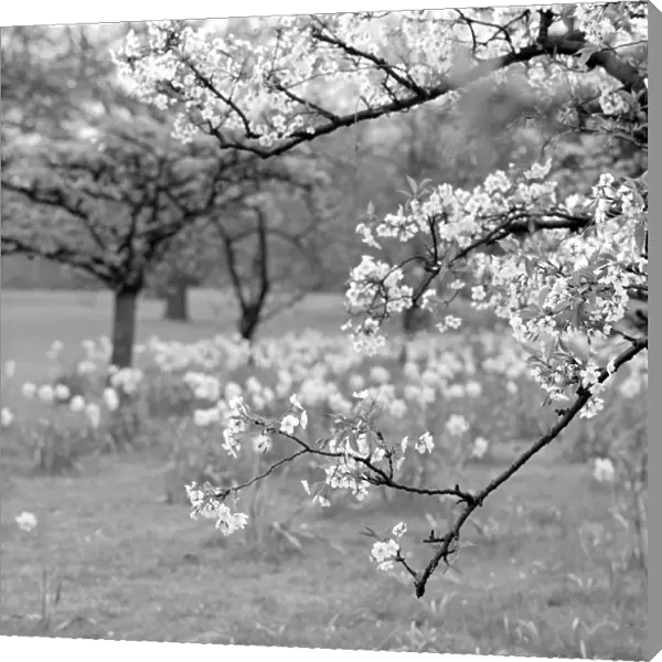 Spring blossom a064245