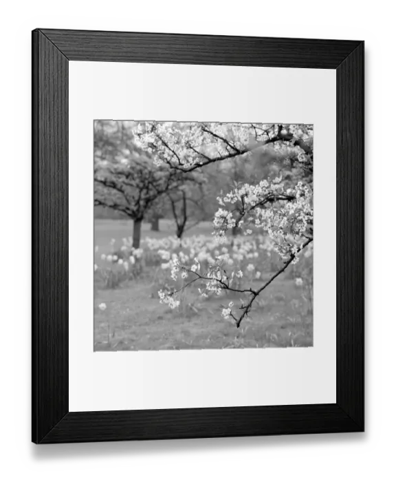 Framed Print : Spring blossom a064245
