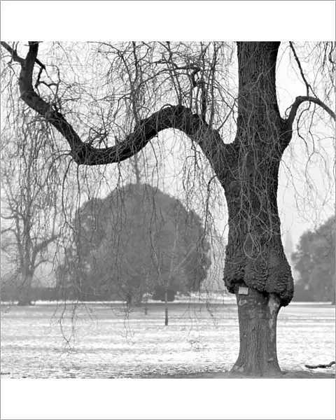 Tree, Kew Gardens a064190