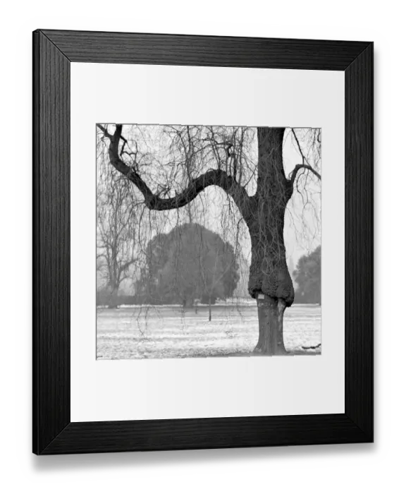 Framed Print : Tree, Kew Gardens a064190 Framed Print : Tree, Kew Gardens a064190
