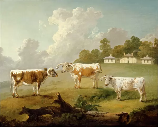 Ibbetson - Three long-horned cattle J990019