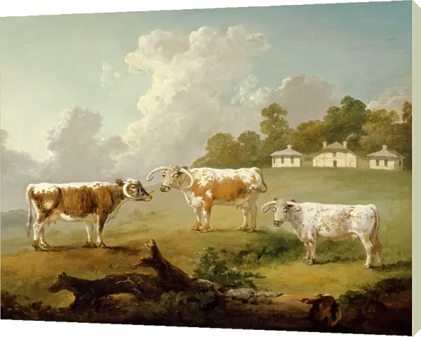 Ibbetson - Three long-horned cattle J990019