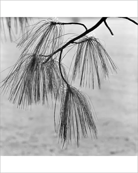 Pine tree needles a064189