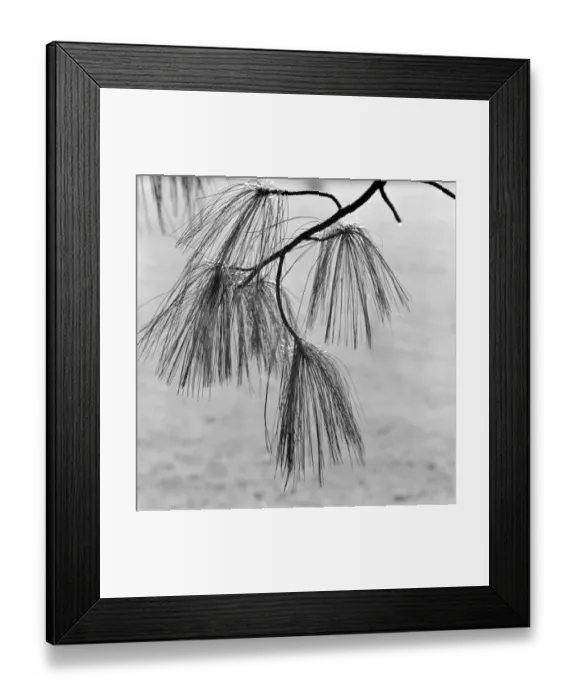 Framed Print : Pine tree needles a064189