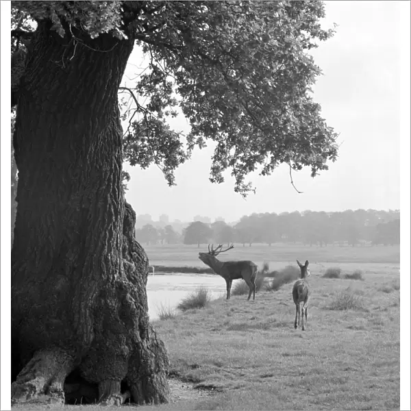 Deer in Richmond Park a064115