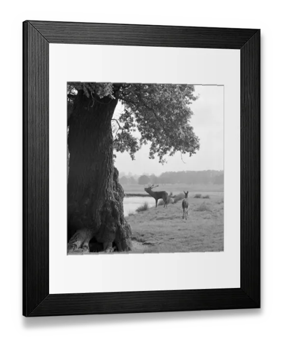 Framed Print : Deer in Richmond Park a064115