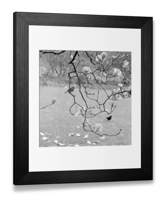 Framed Print : Robin a064252 Framed Print : Robin a064252
