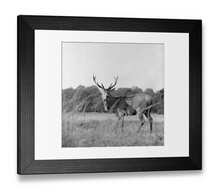 Framed Print : Deer Stag a064423