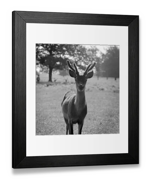 Framed Print : Young red deer stag a064445