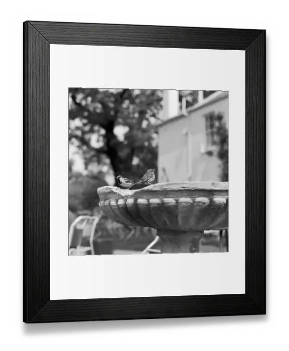 Framed Print : Sparrows a064473 Framed Print : Sparrows a064473