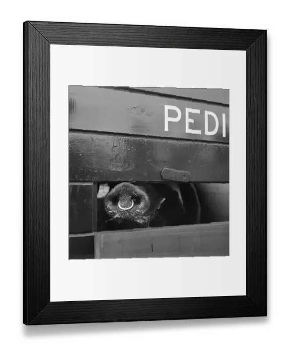 Framed Print : Pig a067251 Framed Print : Pig a067251