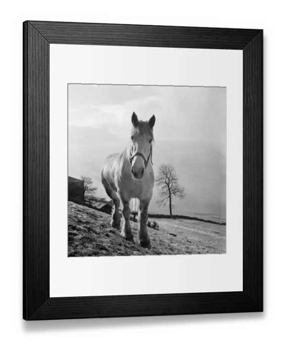 Framed Print : Horse a083719