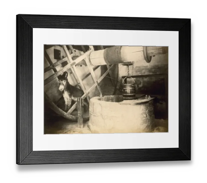Framed Print : Donkey in the Well House, Carisbrooke Castle OP06136