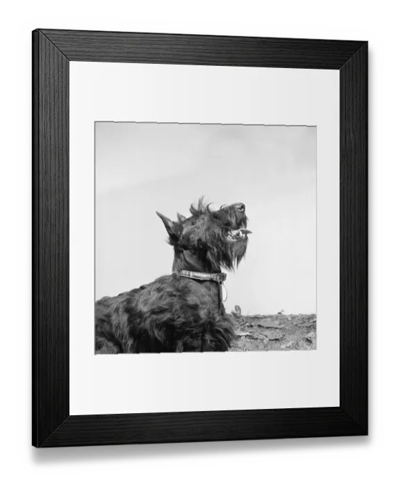 Framed Print : Scottie dog a067566 Framed Print : Scottie dog a067566