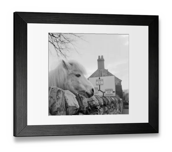 Framed Print : Pony a069766