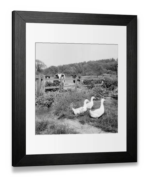 Framed Print : Geese a069829