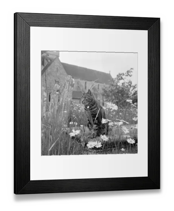 Framed Print : Cat a069843