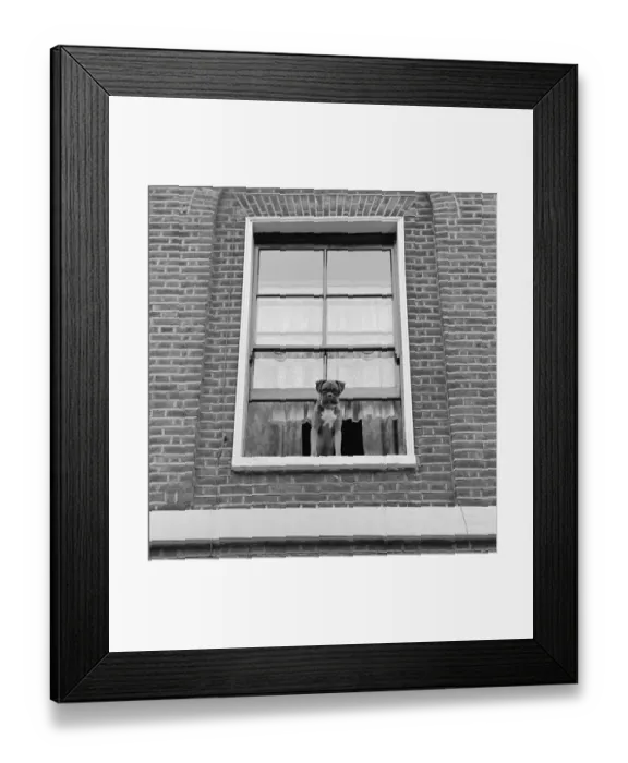 Framed Print : Boxer dog a072878