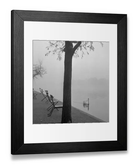 Framed Print : Swan lake a073156