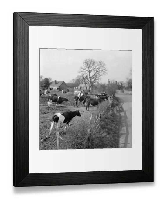 Framed Print : Friesian cows a079472