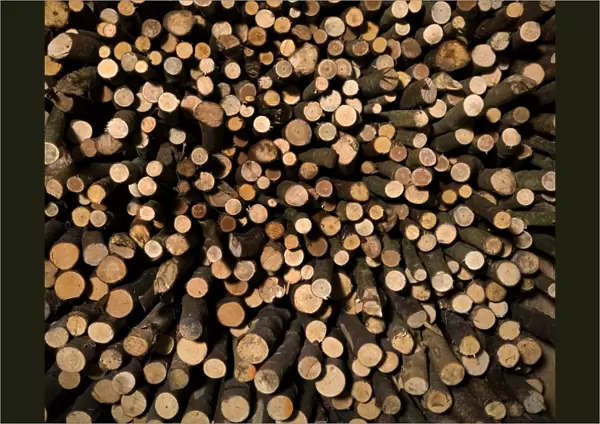 Wood pile N080029