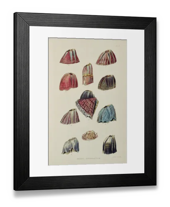 Framed Print : Barnacles K970315 Framed Print : Barnacles K970315