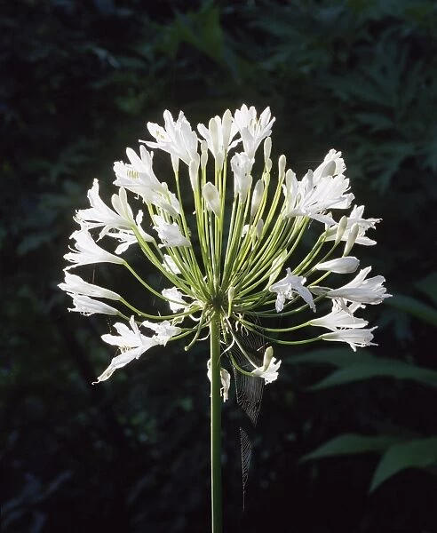 Agapanthus flower AA023560