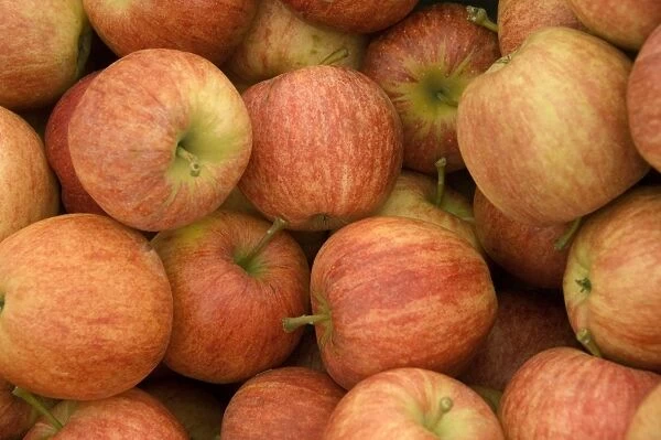 Apples N070882. Detail of apples. Apple