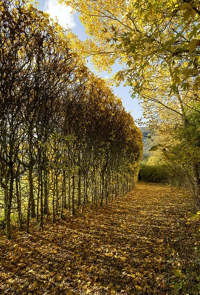 Autumn hedges DP247342