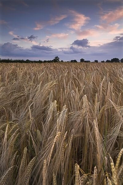 Barley at dusk N071213