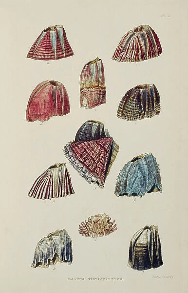 Barnacles K970315. DOWN HOUSE, Kent. Plate I ' Balanus Tintinnabulum' showing barnacles