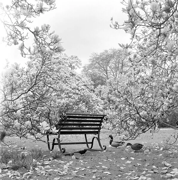 Bench, Kew Gardens AA064198