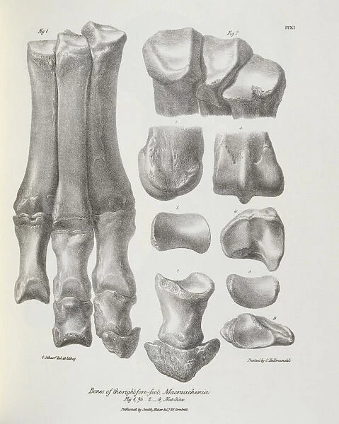 Bones of the right fore-foot, Macrauchenia K030054