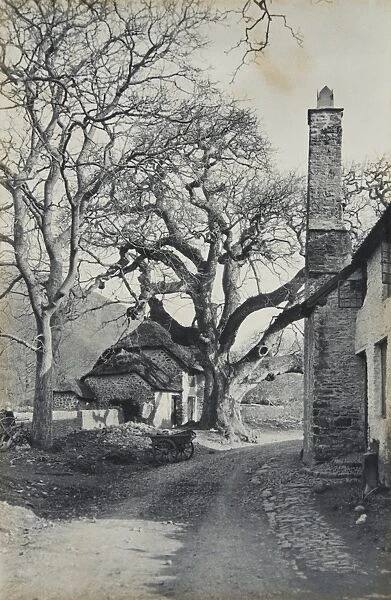 Bossington OP01574. Bossington, Somerset, 1890-??19