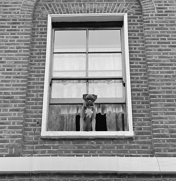 Boxer dog a072878. A boxer dog looking out of an upper floor window of a brick-built house