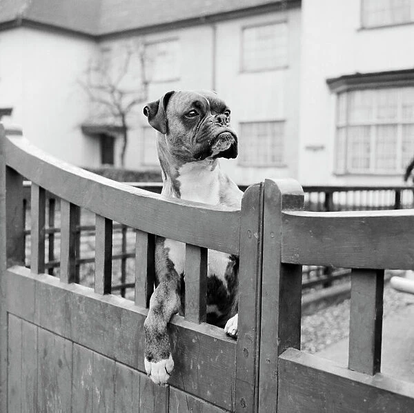 Boxer dog AA076293. A boxer dog looking over the garden gate of a house