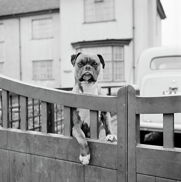 Boxer dog AA076294. A boxer dog looking over the garden gate of a house