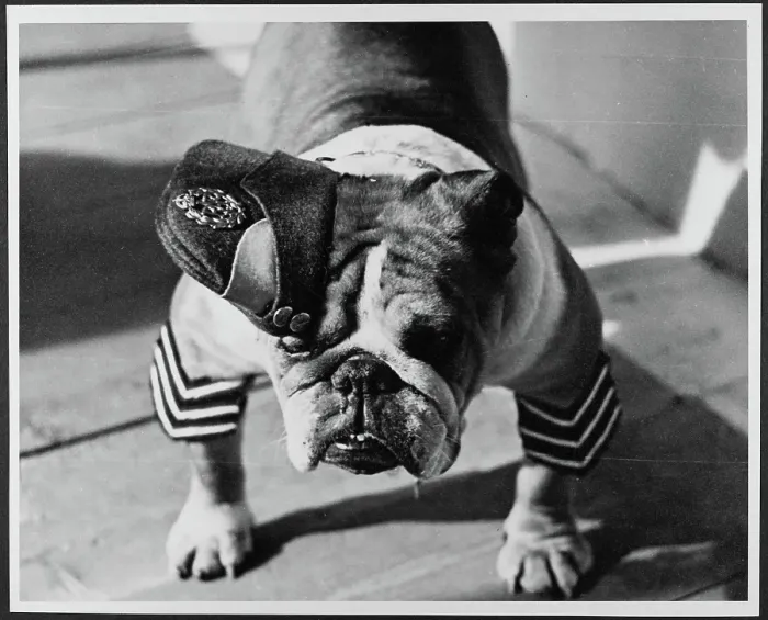Framed Print : British Bulldog in RAF uniform chp01_07_01_235