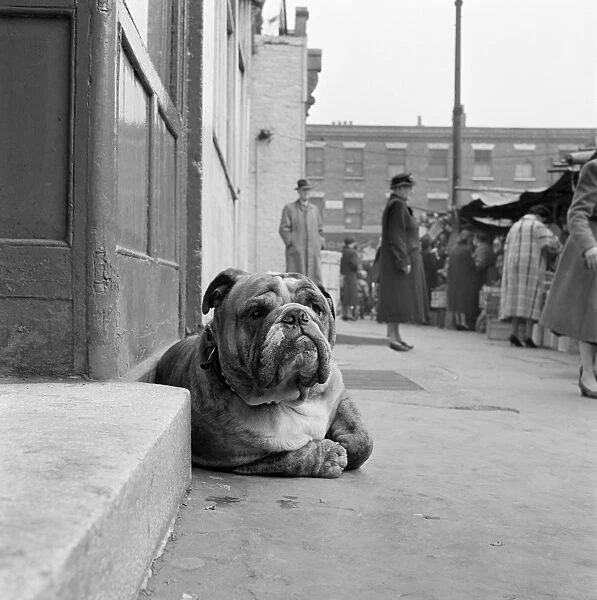 Bulldog a072946. A bulldog lying by a doorstep in the foreground