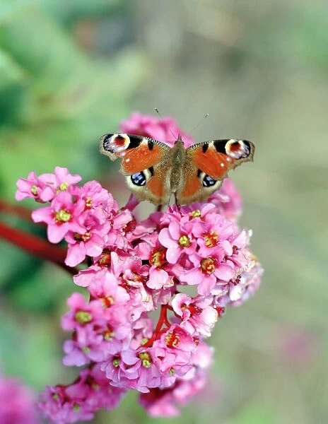 Butterfly on Bergenia flowers N060111