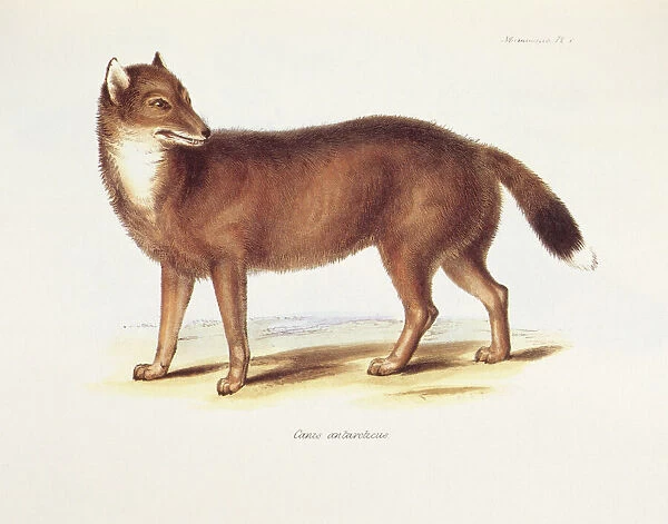 Canis Antarcticus K030056