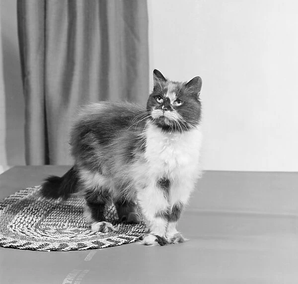 Cat AA067698. A long haired tortoiseshell cat standing on a mat looking up